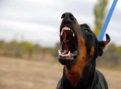 The Long-Term Effects of Dog Bite Injuries and Legal Recourse