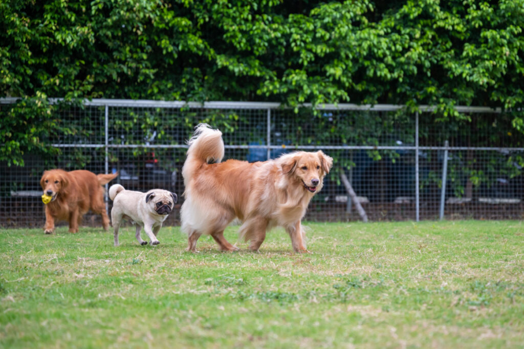 Personal Injury Claims for Injuries at Dog Parks: Who's Responsible?