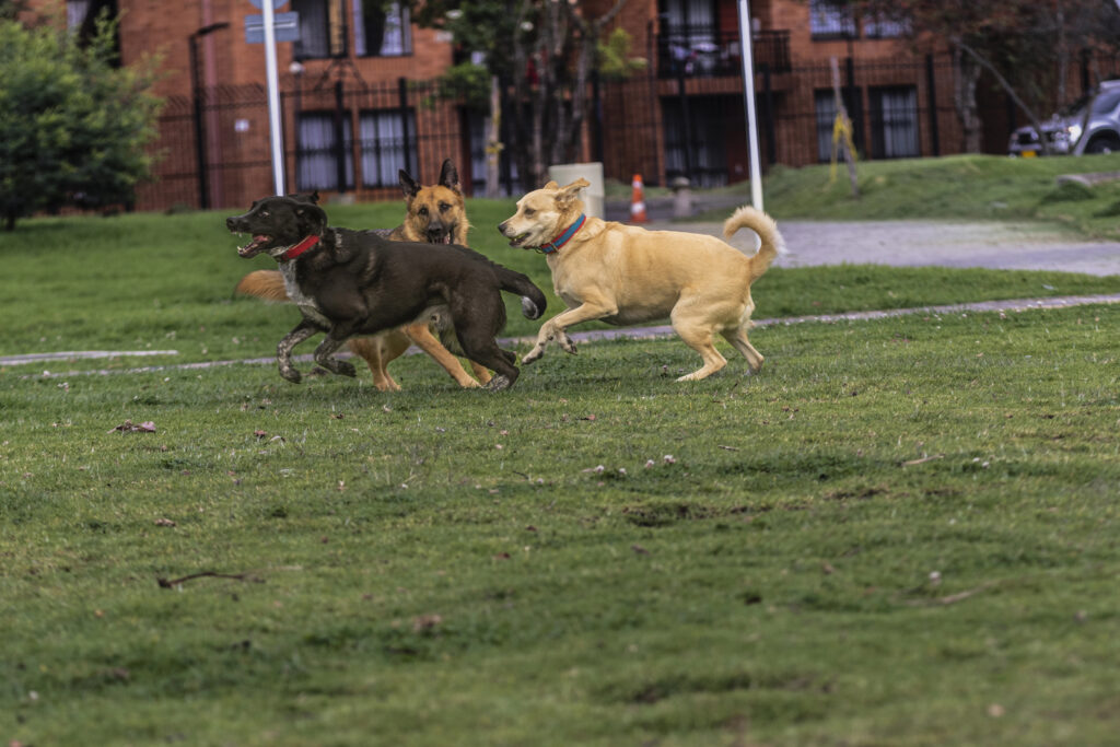 Personal Injury Claims from Dog Parks: Who’s Responsible?